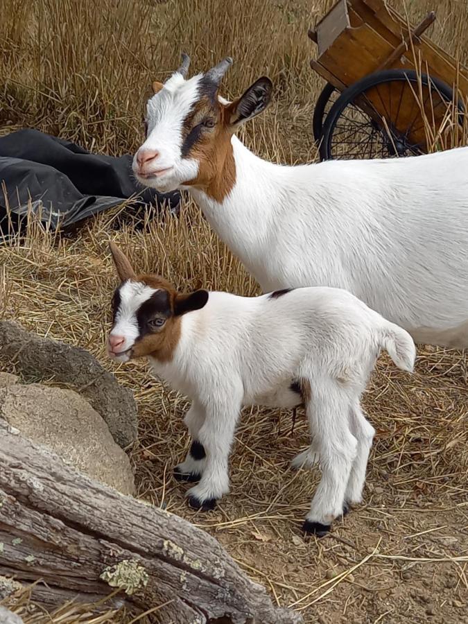Le Domaine De La Petite Chevre Villa Ploumagoar Buitenkant foto