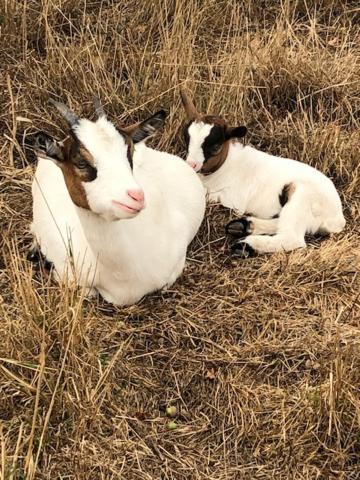 Le Domaine De La Petite Chevre Villa Ploumagoar Buitenkant foto