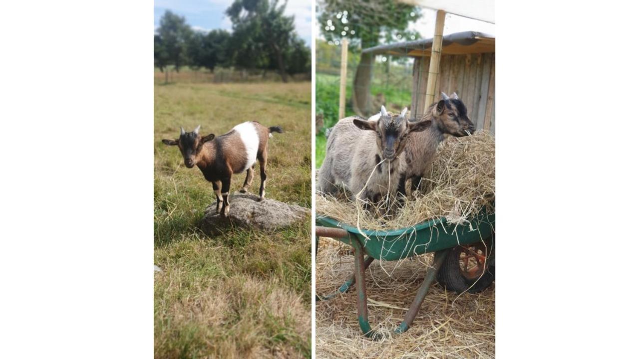 Le Domaine De La Petite Chevre Villa Ploumagoar Buitenkant foto